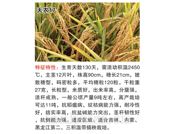 天农17水稻图片