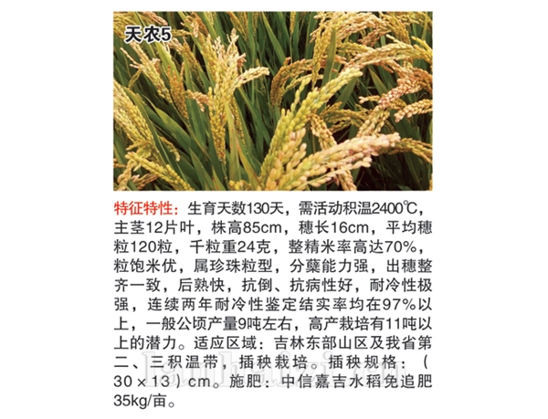 水稻种子天农17图片