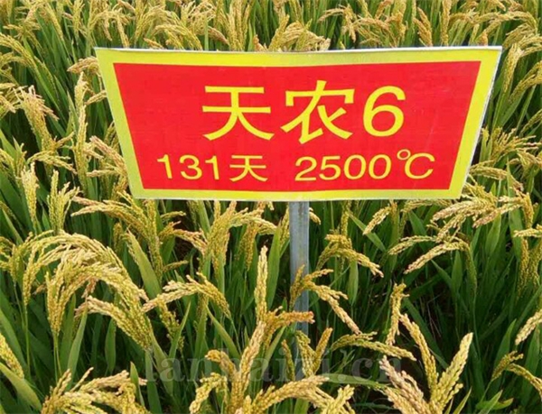 天农6